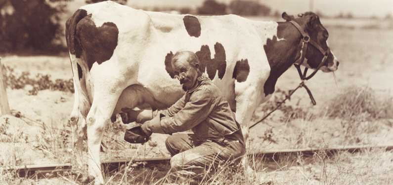 LGM Dairy Insurance - man milking a cow