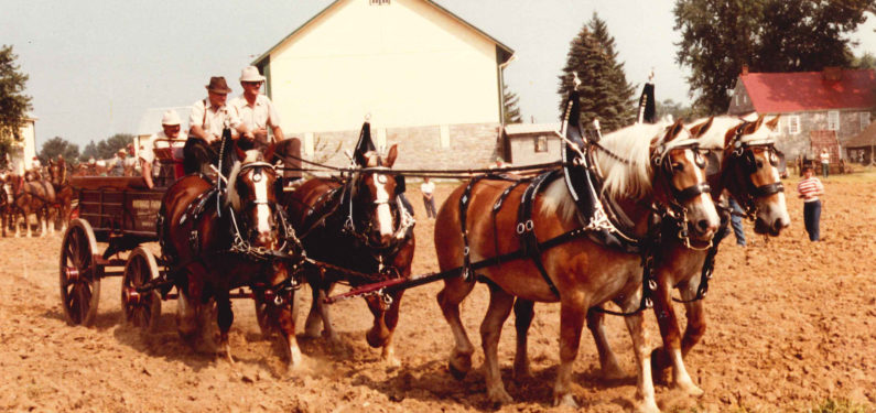 taking rate - horse and carriage liability insurance