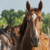 equine mortality insurance - horses