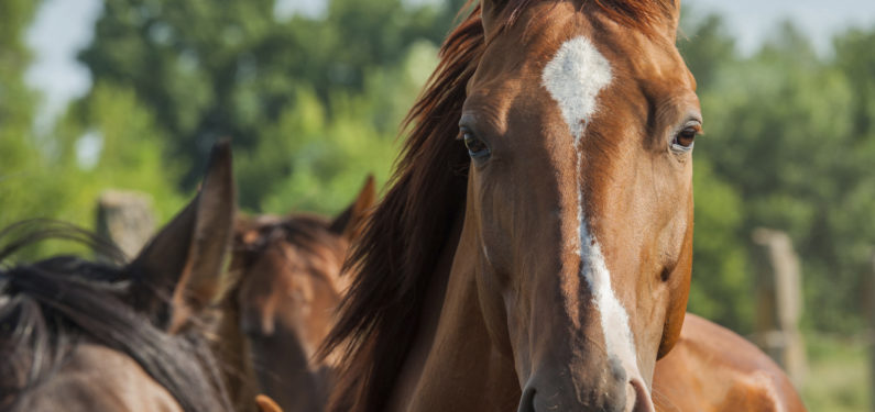 equine mortality insurance - horses