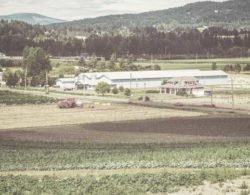 Field Crop Vegetable Insurance