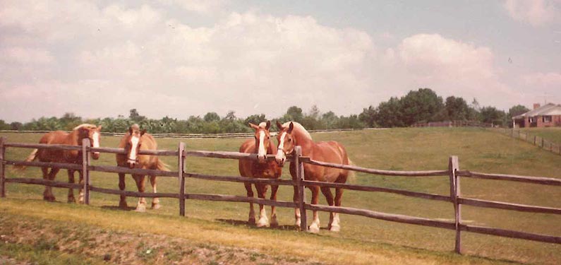 Horse Farm insurance