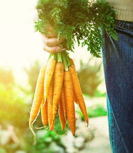 Picked Carrots